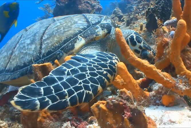 customized-snorkelingswimming-discover-coral-reefs-and-fishes