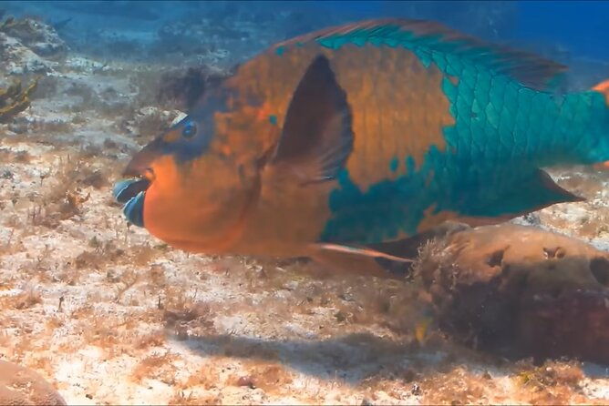customized-snorkelingswimming-discover-coral-reefs-and-fishes