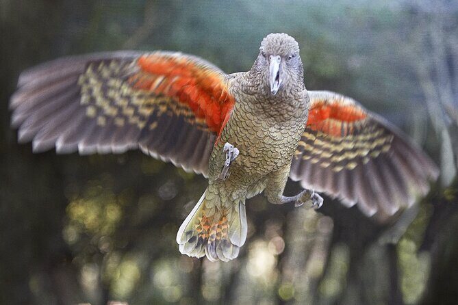 Cutta Cutta Caves Nature Park Guided Tours - Authentic Insights from Visitors