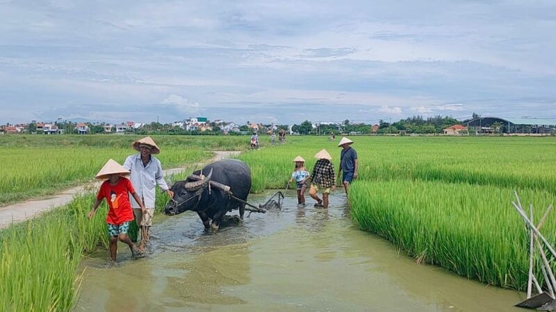 cycling-water-buffalo-riding-traditional-farming-life