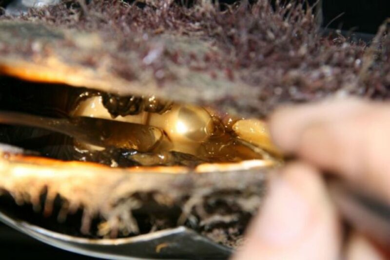 Cygnet Bay Pearl Farm Behind-the-Scenes Tour & Live Harvest - Key Points