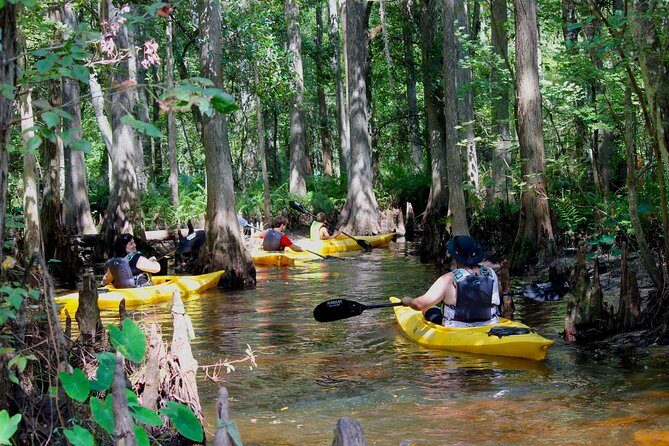 Cypress Forest: Guided Nature Kayak Eco-Tour - Exploring the Cypress Forest: Guided Nature Kayak Eco-Tour – A Complete Review