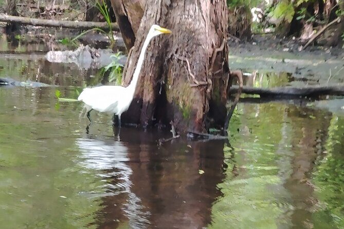 Cypress Forest: Guided Nature Kayak Eco-Tour - The Sum Up: Who Will Love This Tour?