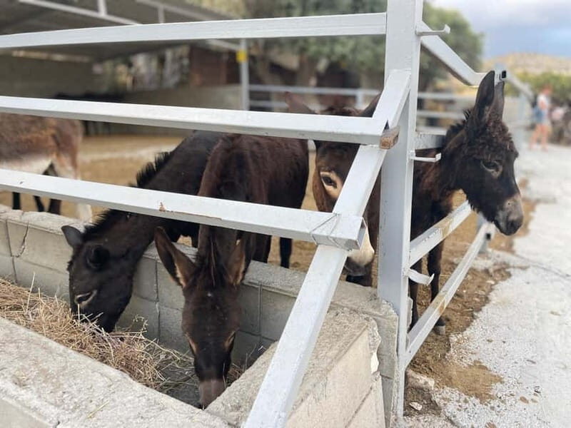 Cypriot Traditions and Donkey Adventures - Frequently Asked Questions