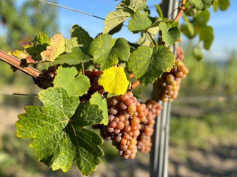 czech-vineyards-and-wine-tasting-4wd-tour-with-lunch