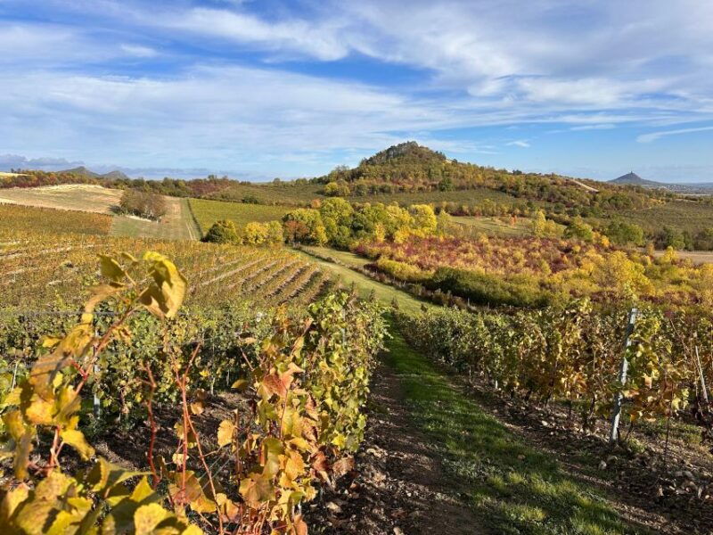 czech-vineyards-and-wine-tasting-4wd-tour-with-lunch