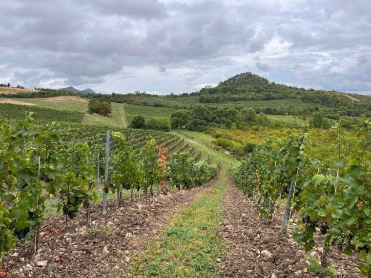 czech-vineyards-and-wine-tasting-4wd-tour-with-lunch