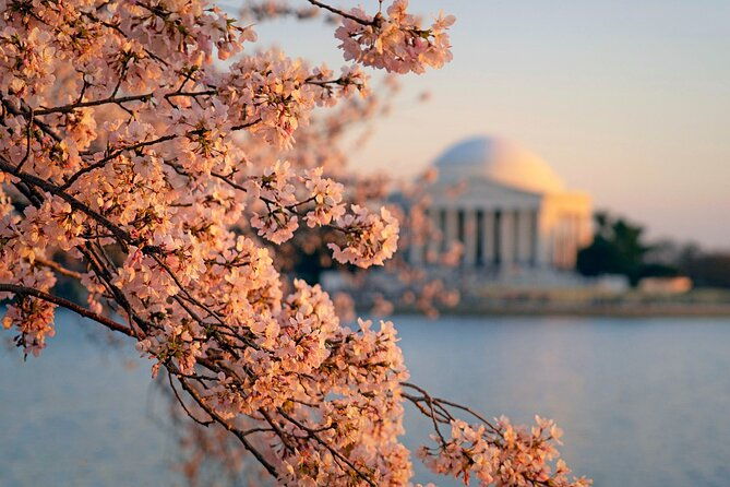 d-c-cherry-blossom-and-old-town-alexandria-2-day-tour-from-ny