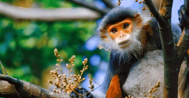 da-nang-half-day-city-tour-linh-ung-marble-am-phu-cave