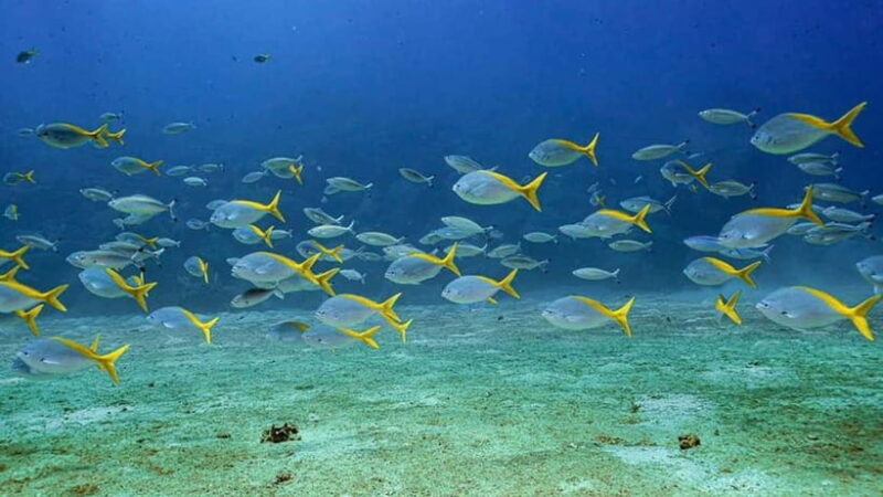 Da Nang/Hoi An: Cham Island Snorkeling or Diving Tour - Final Thoughts