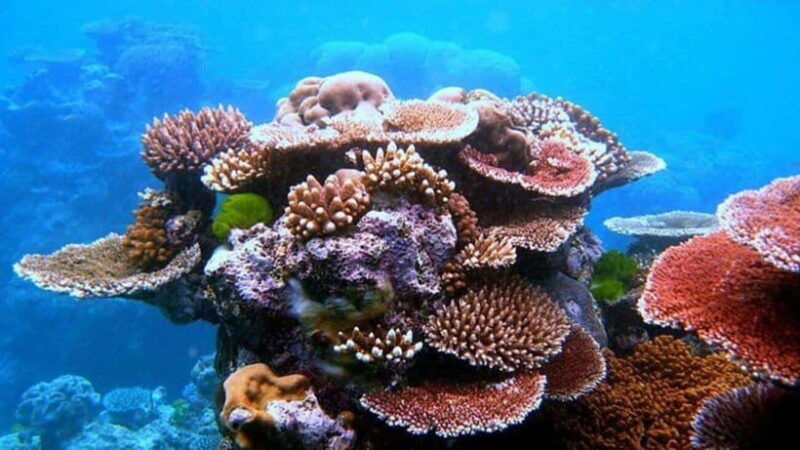 da-nang-hoi-anexplore-cham-island-and-snorkeling-tour-1-day