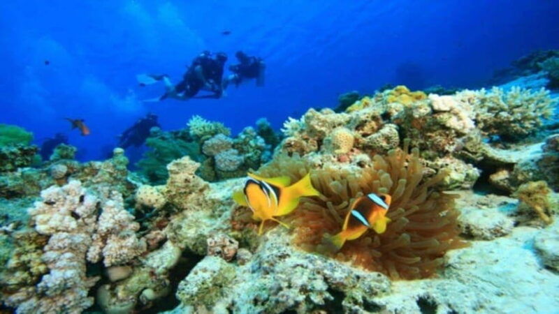 da-nang-hoi-anexplore-cham-island-and-snorkeling-tour-1-day