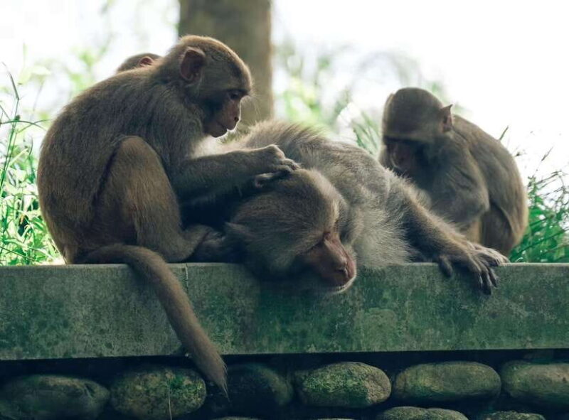 Da Nang: Marble Mountain, Lady Buddha and Hidden Gems Tour - Key Points  