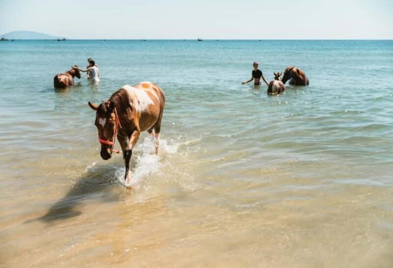 Da Nang: Nature & Horse-Riding Experience - Who Should Consider This Tour?