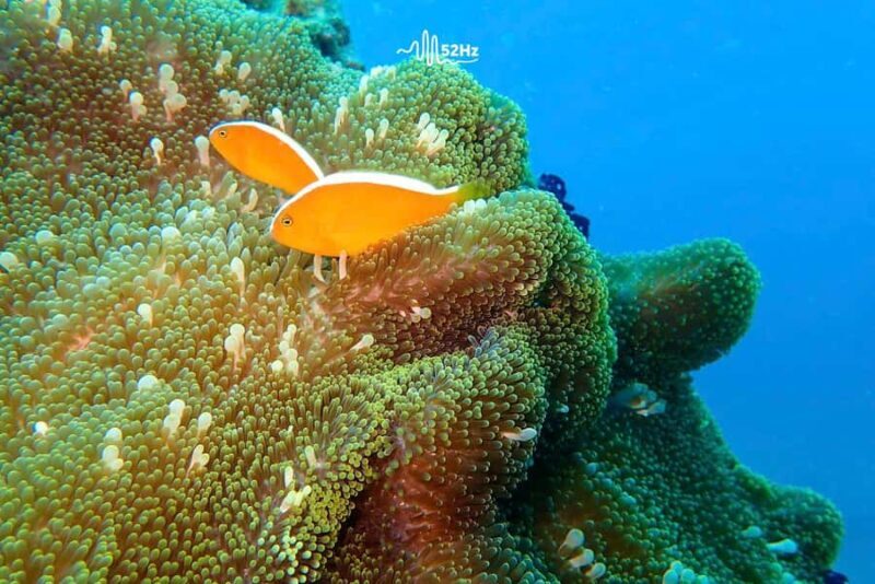 Da Nang Nightlife Street Food, Son Tra Marina, Club Bar Tour - FAQ