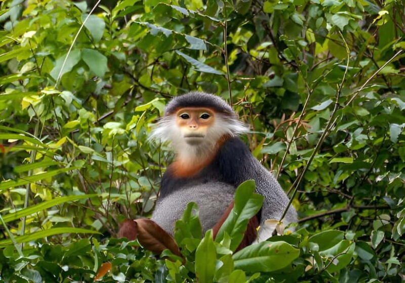 Da Nang: Wildlife watching, Douc Langurs watching, education - An In-Depth Look at the Da Nang Douc Langur and Nature Tour