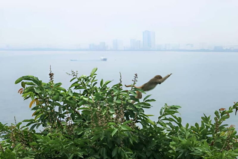 Da Nang: Wildlife watching, Douc Langurs watching, education - Practical Details and Considerations