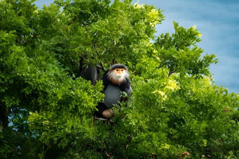 Da Nang: Wildlife watching, Douc Langurs watching, education - Who Is This Tour Best For?