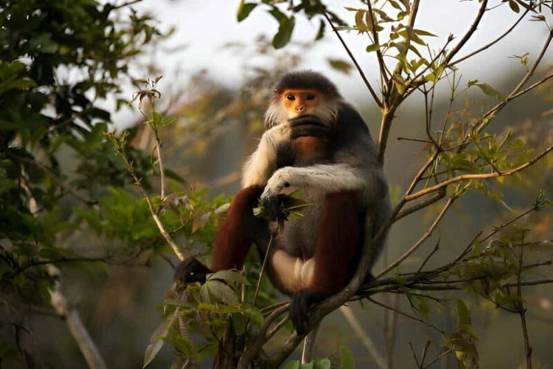 Da Nang: Wildlife watching, Douc Langurs watching, education - Frequently Asked Questions