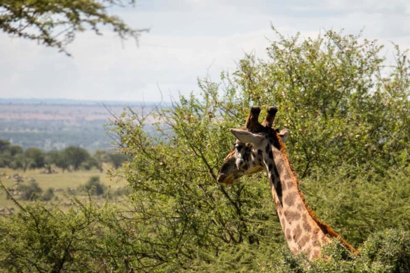 Daan Viljoen Sunrise Private Tour: A Wildlife Discovery Hike - Key Points