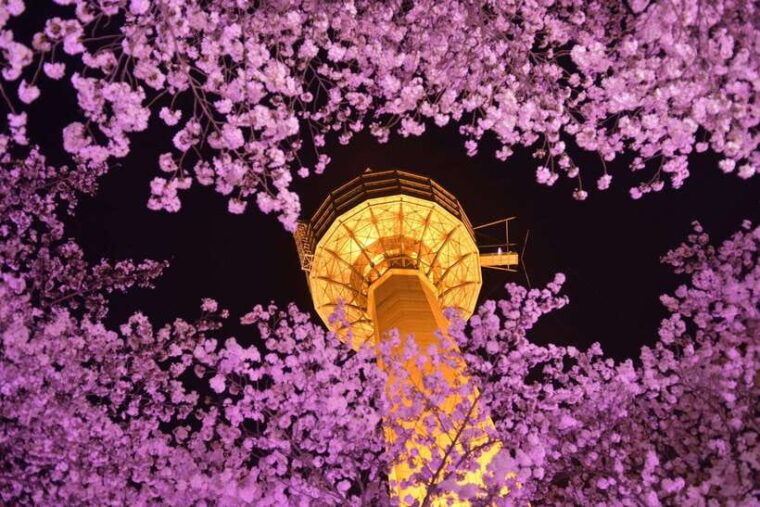 daegu-private-taxi-car-private-charter-tour