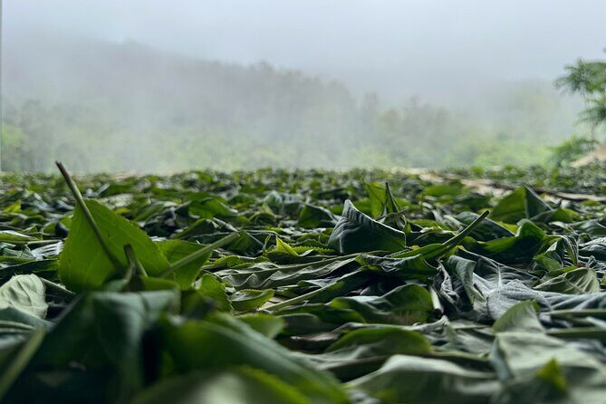 Daily Authentic Vietnam Tea Tasting & Train Street Tour - FAQ