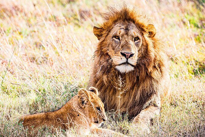 Daily departures 3 days masai mara by landcruiser - Key Points