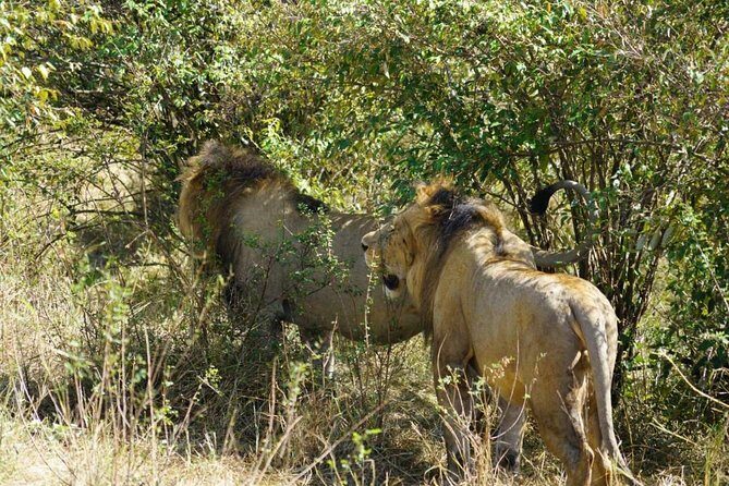 Daily departures 3 days masai mara by landcruiser - An In-Depth Look at the 3-Day Maasai Mara Safari