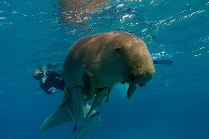 Daily Dive with Dugongs & Turtles at Marsa Mubarak | Marsa Alam - A Closer Look at the Daily Dive with Dugongs & Turtles at Marsa Mubarak in Marsa Alam