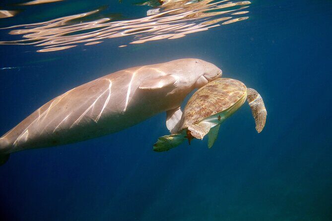 Daily Dive with Dugongs & Turtles at Marsa Mubarak | Marsa Alam - Key Points