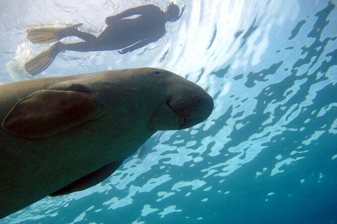 Daily Dive with Dugongs & Turtles at Marsa Mubarak | Marsa Alam - Who Should Book This Experience?