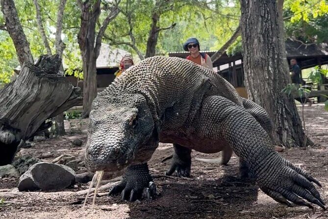 Daily Open Trip Komodo by Speedboat - Key Points