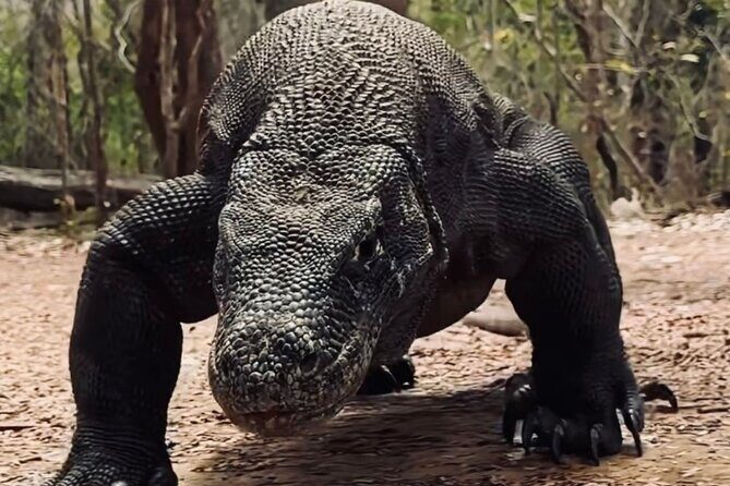 Daily Open Trip Komodo by Speedboat - The Sum Up