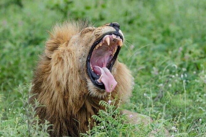 Daily Pilanesberg National Park Private Shuttle Services - FAQs