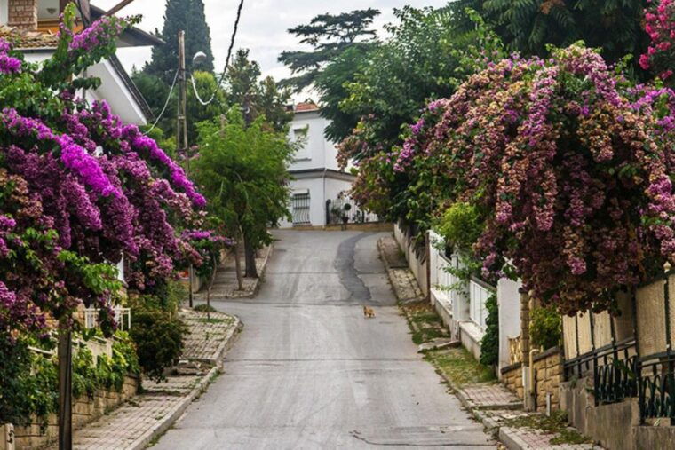 daily-princes-island-tour