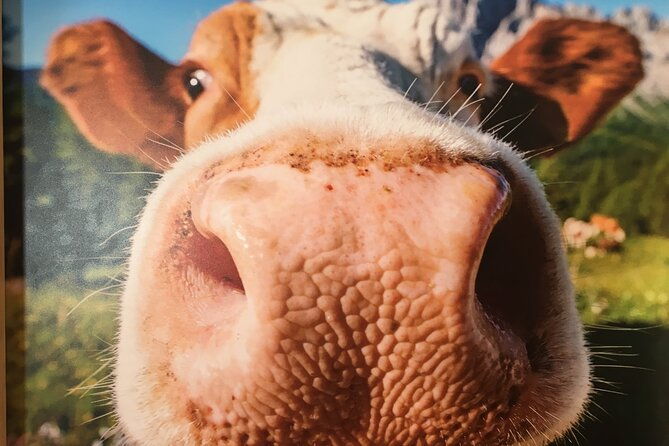 daily-tours-in-the-dolomites-with-departure-and-arrival-in-cortina-dampezzo