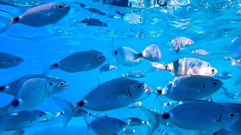 Daily trips in the La Maddalena Archipelago: book your adventure - FAQ