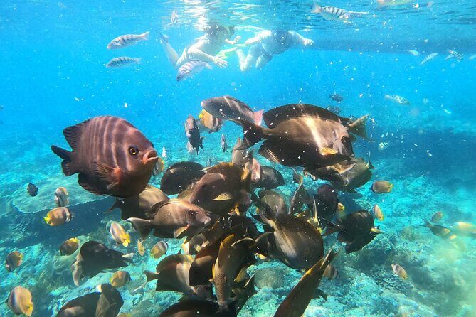 Daily West Nusa Penida Island and Snorkeling Tour with Lunch from Bali - The Sum Up
