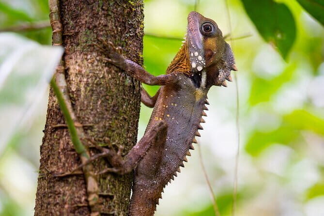 Daintree Ancient Giants Easy Rainforest Hike, Beach, Swim & Lunch - The Itinerary in Detail