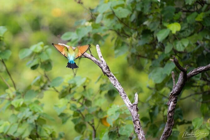Daintree Ancient Giants Easy Rainforest Hike, Beach, Swim & Lunch - Final Thoughts