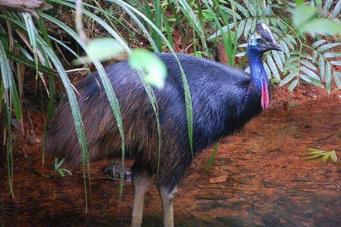 Daintree Discovery Centre Family Pass Ticket - The Sum Up: Is It Worth It?