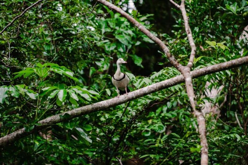 Daintree: Guided Daintree River Wildlife Cruise - Key Points