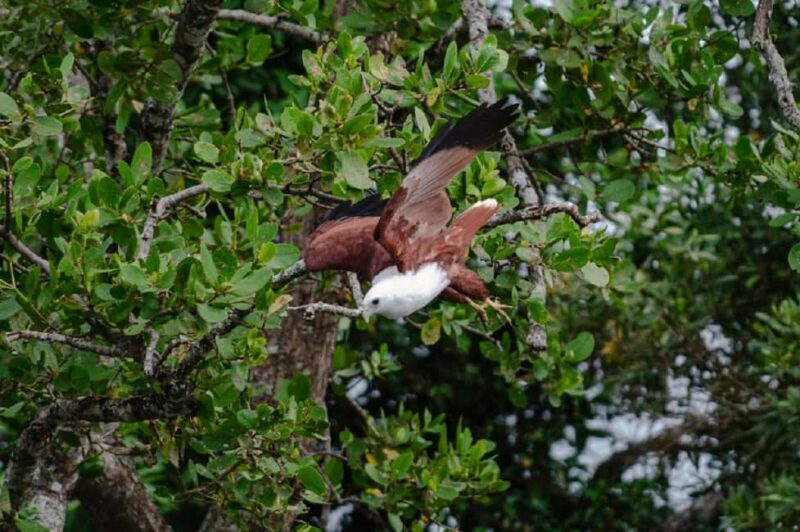Daintree: Guided Daintree River Wildlife Cruise - The Details of the Experience
