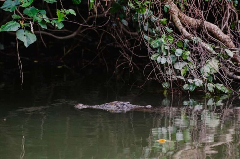 Daintree: Guided Daintree River Wildlife Cruise - What Do the Reviews Tell Us?