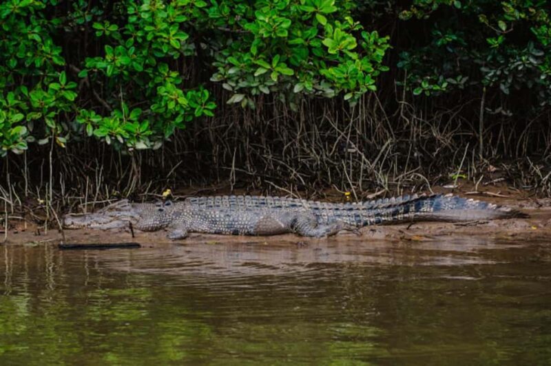 Daintree: Guided Daintree River Wildlife Cruise - Cost-Value Analysis