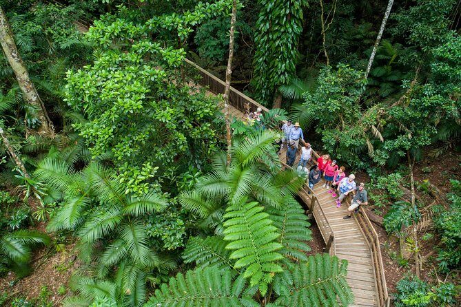 Daintree Rainforest and Cape Tribulation Full Day Tour - Exploring the Itinerary: What to Expect