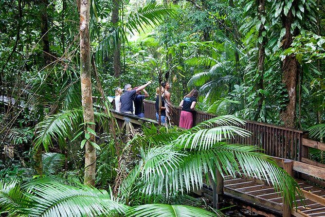 Daintree Rainforest and Mossman Gorge: Full Day Tour - Daintree Rainforest and Mossman Gorge: Full Day Tour — An Authentic Experience in Australia’s Natural Wonder