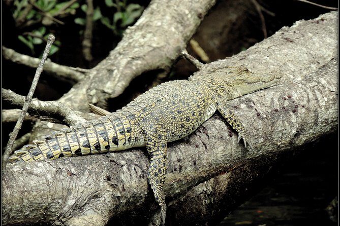 Daintree Rainforest, Mossman Gorge Small-Group from Port Douglas - Practicalities and Tips