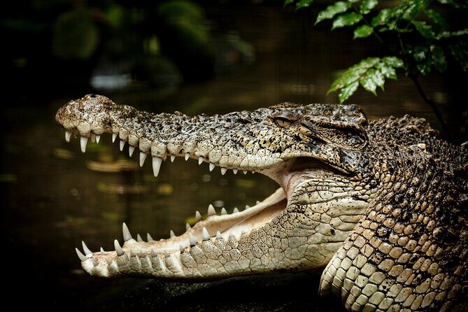 Daintree Rainforest, Mossman Gorge Small-Group from Port Douglas - FAQs