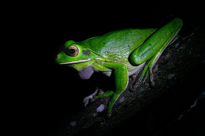 Daintree Rainforest Night Walk in Cape Tribulation - An Overview of the Daintree Rainforest Night Walk